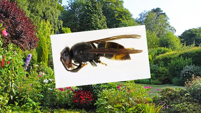 The 'murder hornet' can kill in just one sting