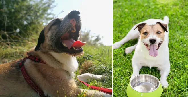 Dogs Trust have issued advice on keeping your dog safe in the hot weather (stock images)