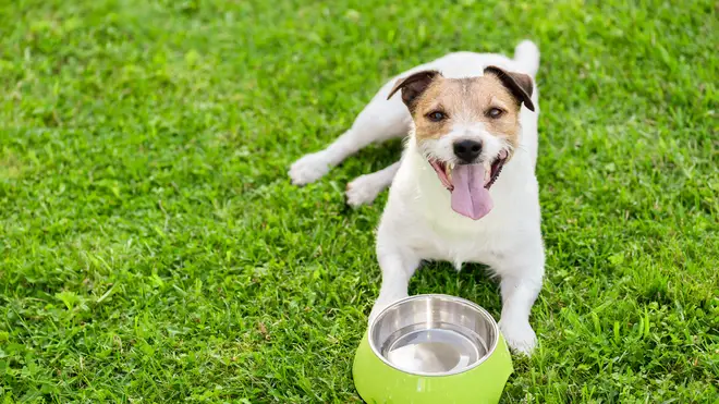 There are steps you can take to make sure your pooch is safe in the sun (stock image)
