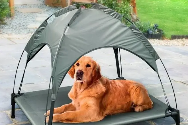 You can buy a covered lounger for your dog for just £20