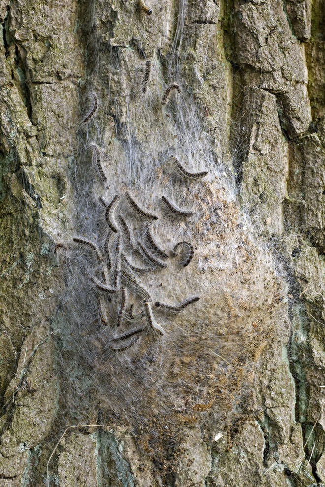 The Oak Processionary Moth was first spotted in London back in 2006