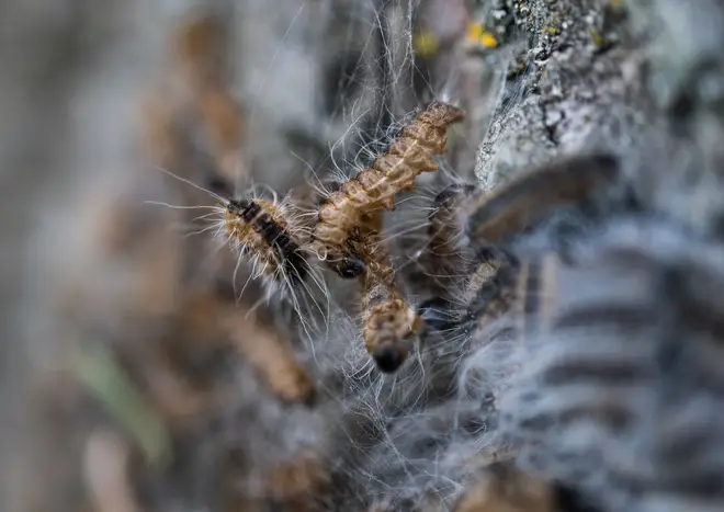 In 2019, there were reported sightings of the caterpillars in Cambridgeshire, Hertfordshire, Essex and Lincolnshire