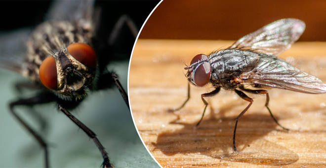 This hack could help keep flies out your kitchen (stock image)