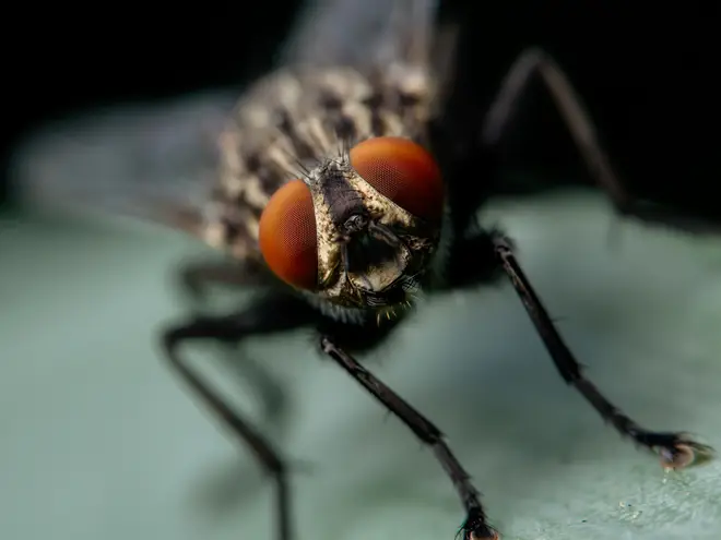 The woman claims that the hack has ridded her kitchen of flies