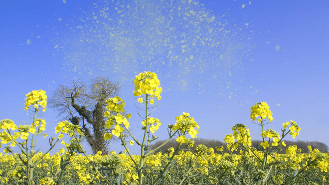 Hay fever suffers will experience more symptoms between March and September