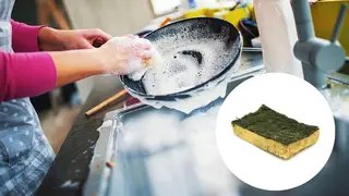 The sponges you use to wash your dishes harbour bacteria