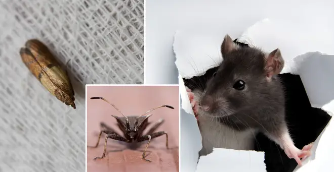 There could be an influx of household pests this summer... (stock image)