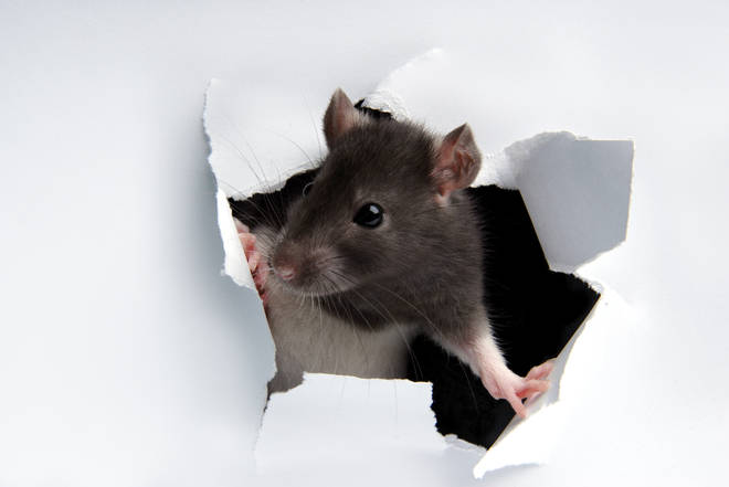 Brits have seen a sharp rise in rats entering their home during lockdown (stock image)