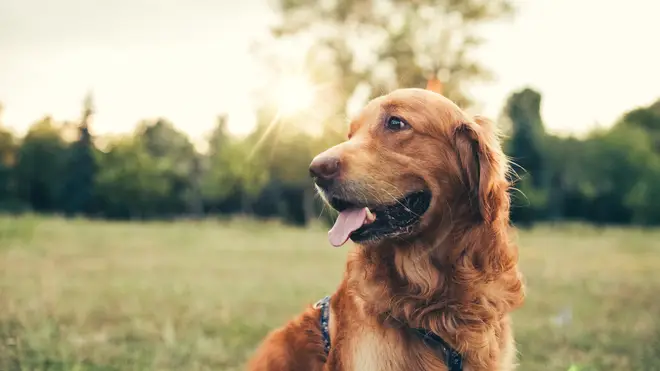 It's important to keep your dog safe from heatstroke