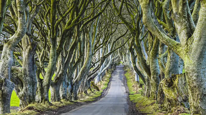 The Dark Hedges, County Antrim, Northern Ireland