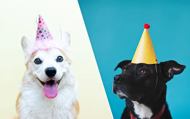 Working out your dog's age has always been simple... or so we thought