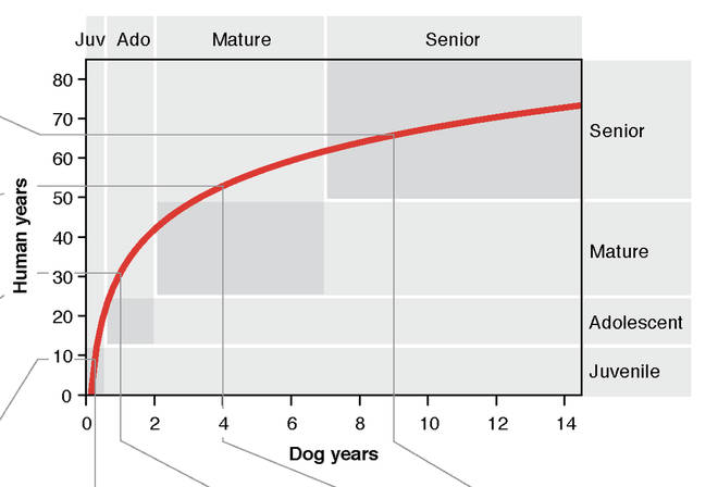 The graph shows that dogs actually age rapidly to start before slowing down