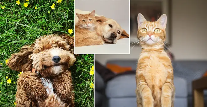 The most popular dog and cat names have been revealed (stock images)