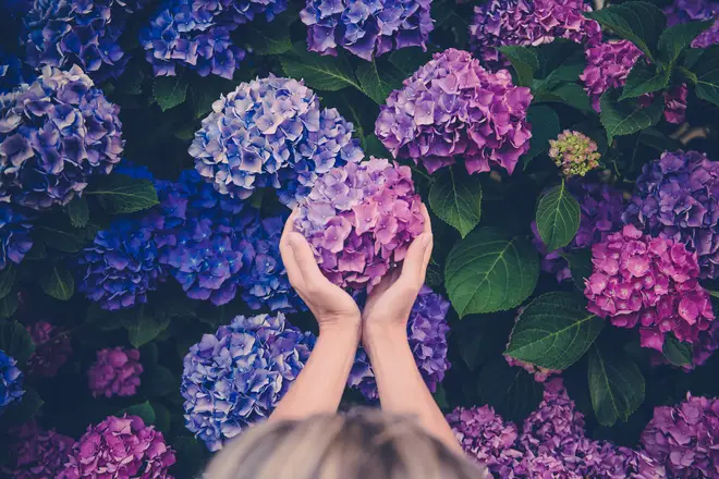 The results found that hydrangeas was the favourite outdoor plant, bringing in a vote of 78 per cent