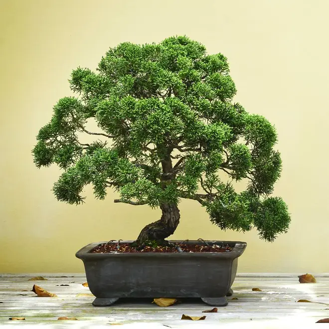 Grow your own Bonsai Tree