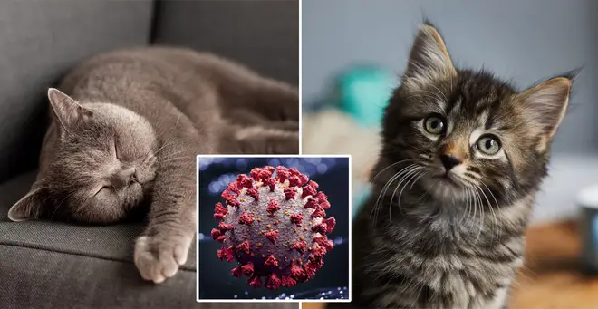 The government have revealed the symptoms of the cat diagnosed with Covid-19 (stock images)