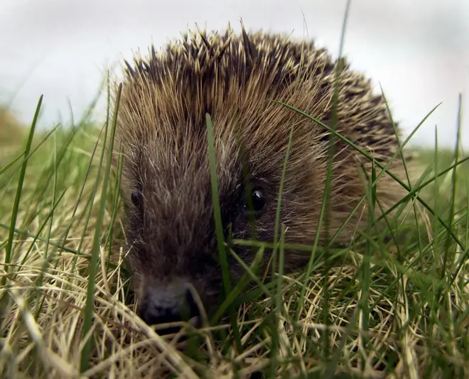 A quarter of British mammals are vulnerable to extinction