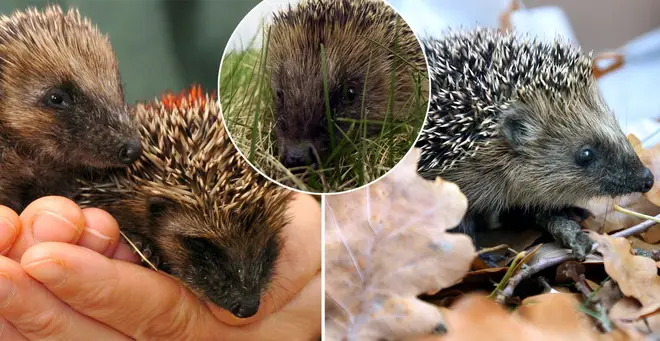 Hedgehogs are vulnerable to extinction