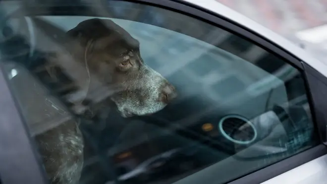 Dogs should not ever be left in cars during hot weather