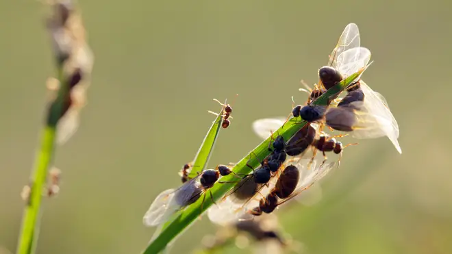 Flying ant day usually lands in July due to the humid weather