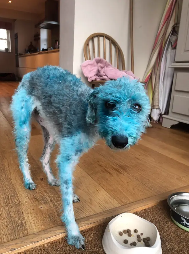 Bessie turned blue after rolling in a freshly-painted canvas