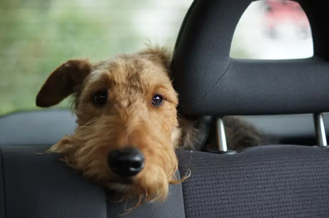Leaving dogs in hot cars is inhumane