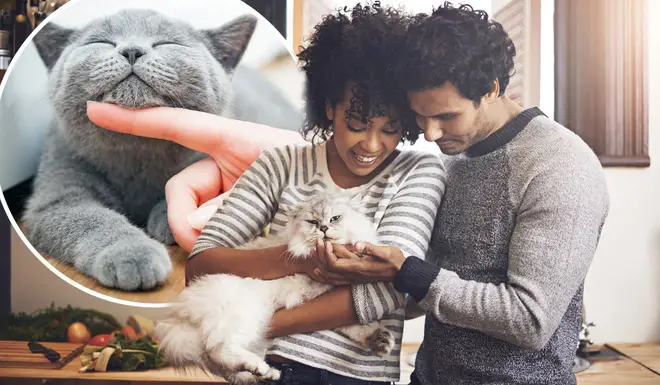 The new dating app, Tabby, has been created for cat lovers