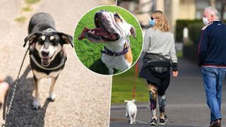 Dog walking twice a day has been made compulsory in Germany