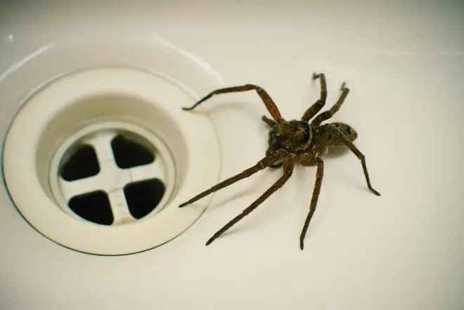 Spider season brings the creepy crawlies inside