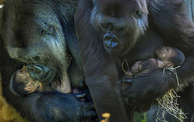 The baby gorilla pictured with its mum
