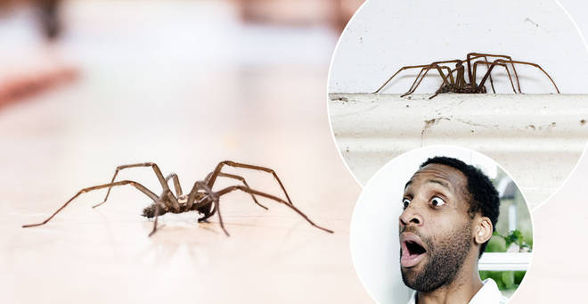 Spiders are invading homes in the UK