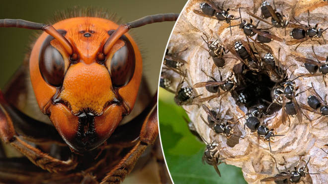 Killer hornets are set to invade Britain this autumn