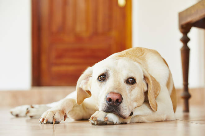 New research found found that 1 in 4 owners in the East of England say their dog has developed at least one new problem behaviour during lockdown