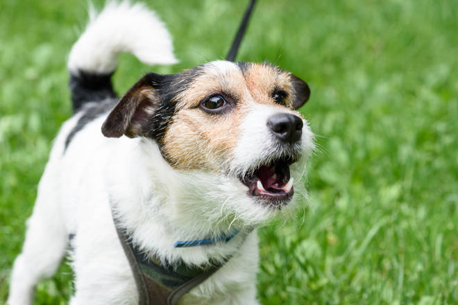 There has been a 22 per cent increase in reports of dogs seeking attention from their owners