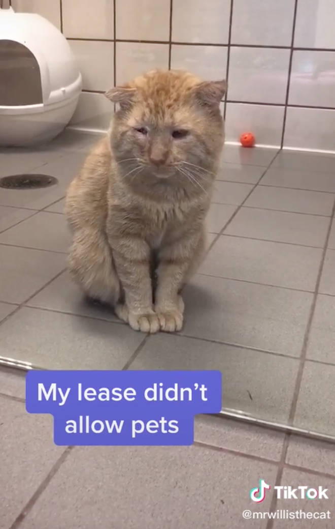 Bruce the seven-year-old tabby was living on the streets for years