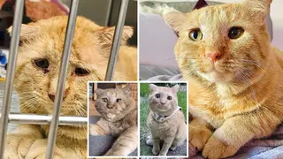 'Saddest cat ever' looks so happy one year after being adopted