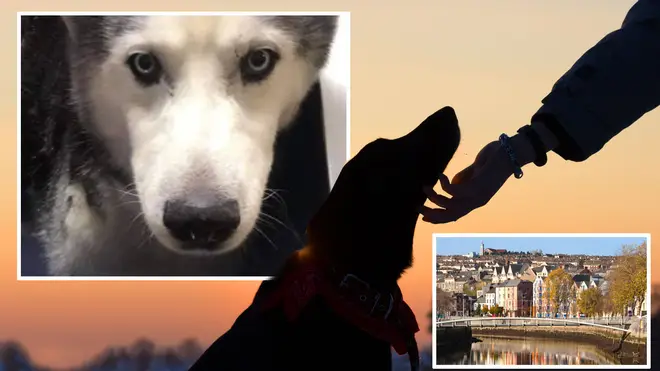 Kaiser the husky has now been reunited with his owners after nine years away