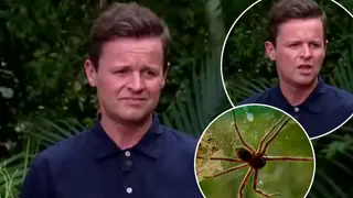 Declan Donnelly opened up about his terrifying I'm A Celeb spider bite ordeal