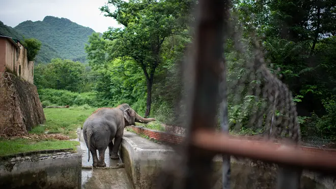 Kaavan has been at the Pakistan zoo for 35 years