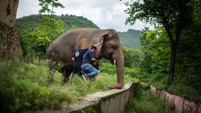 Kaavan will be moving to a animal sanctuary in Cambodia