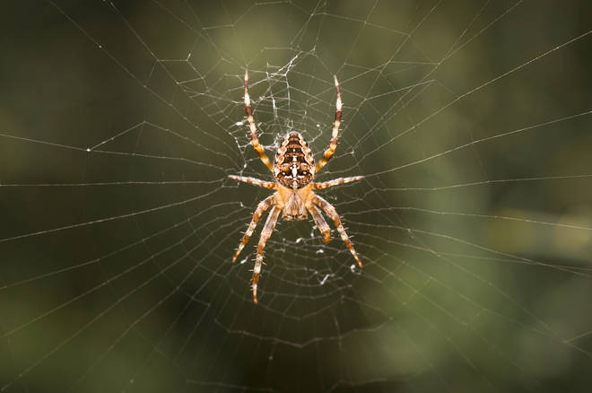 One in four current homebuyers would not go ahead with a purchase if they saw a spider at a viewing