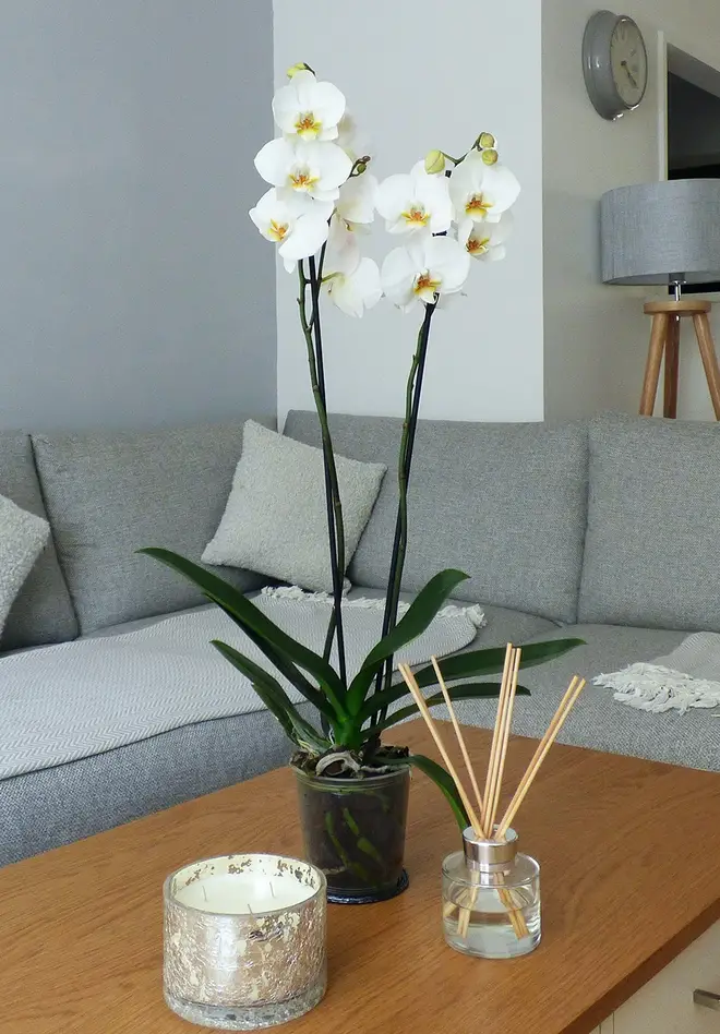 Indoor plants by Love Orchids, from £19
