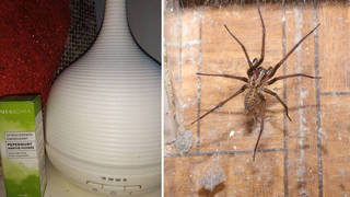 Could this be the secret to getting rid of house spiders?