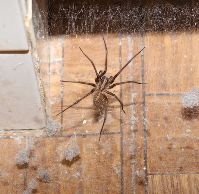 Spider season has arrived in the UK, with homes across nation being invaded by the eight-legged animals