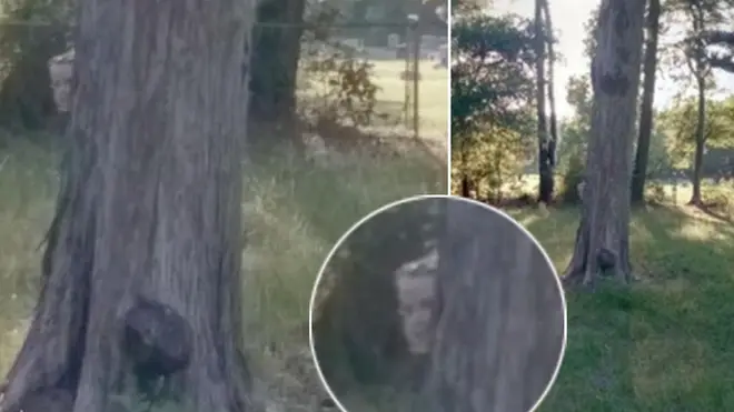 A mystery figure has been spotted behind a tree
