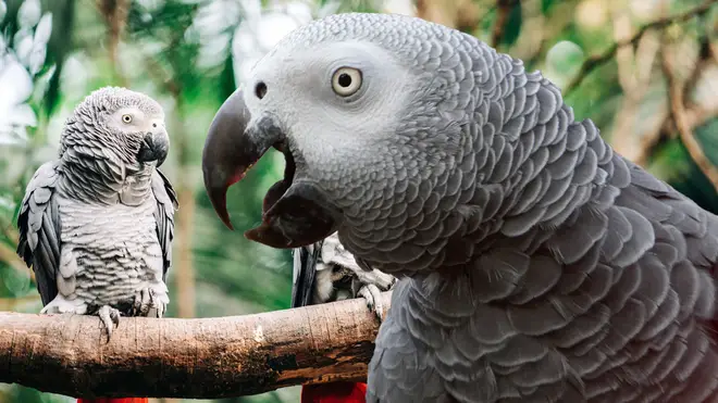 The African grey parrots at Lincolnshire Wildlife Park have been swearing at visitors [Stock Image]