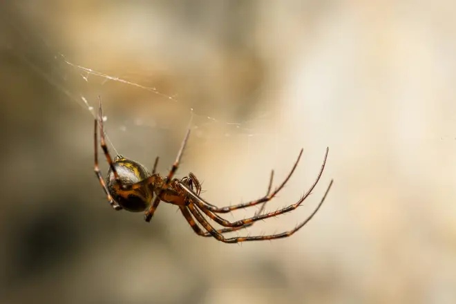 false widow spider