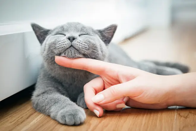 New research suggests they cats can spread COVID-19 to other pets through their noses and mouths