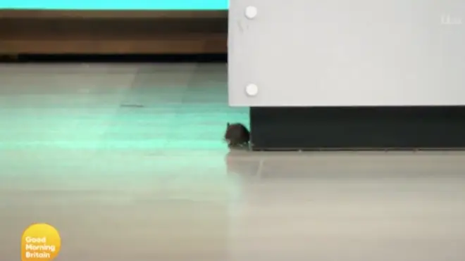 The mouse was looking for food around the Good Morning Britain set