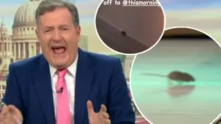 Good Morning Britain studio descends into chaos as mouse scurries across set